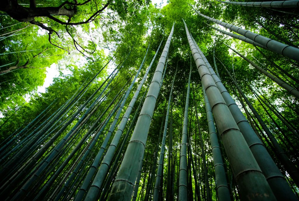 Bamboo forest