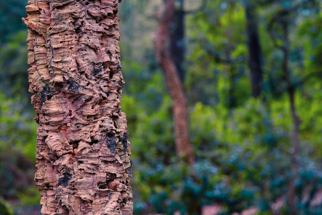 Cork tree